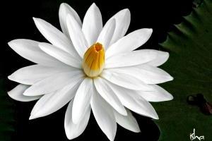 beautiful-flower-ashram