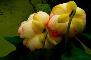 beautiful-lotus-photo