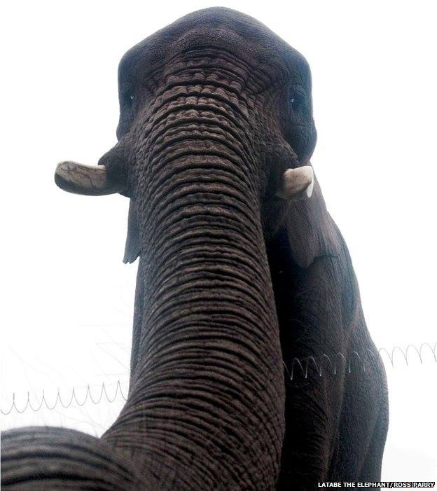 elephant-photography-idea