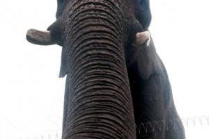 elephant-photography-idea