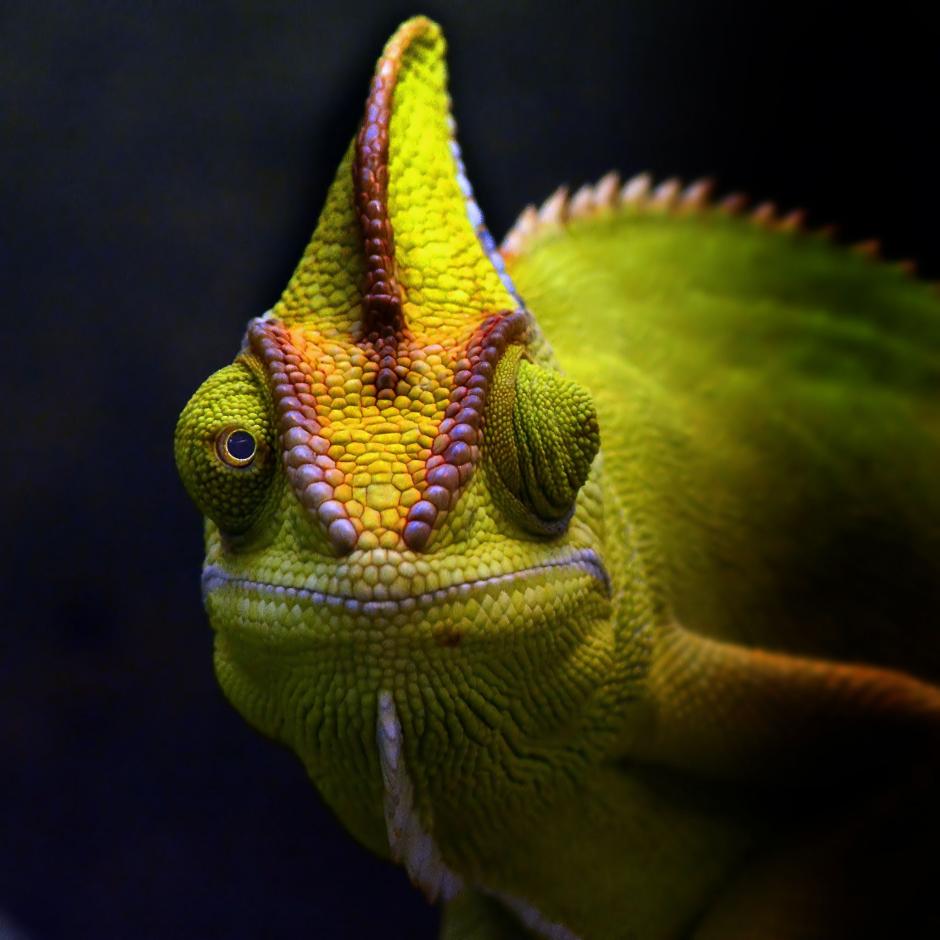 macro-photography-chamaeleon