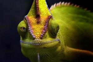 macro-photography-chamaeleon